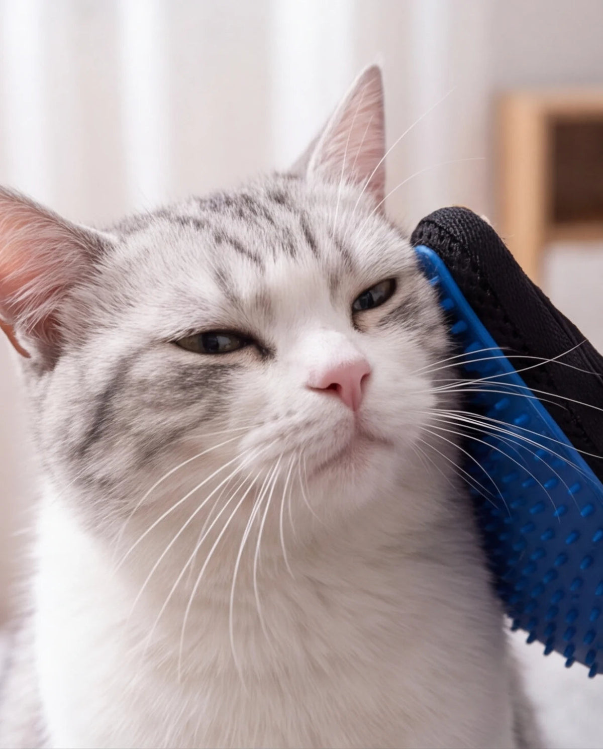 Chat blanc et gris caressé sur la joue avec Le Gant Ronron bleu